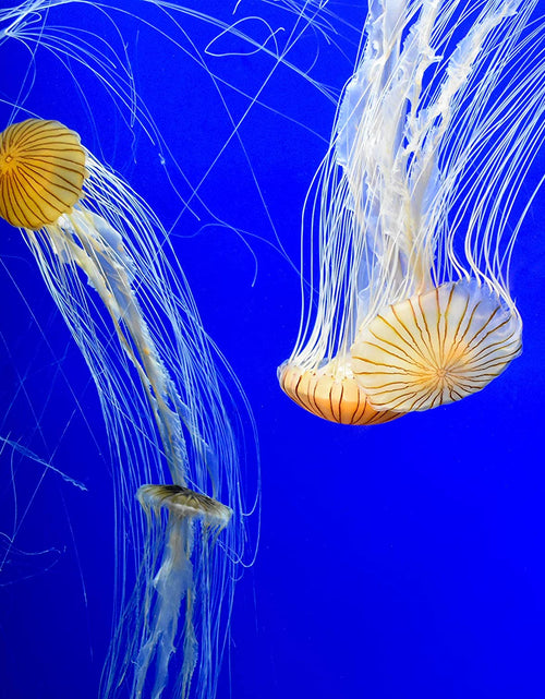 Load image into Gallery viewer, Prime Fresh and Saltwater Conditioner - Chemical Remover and Detoxifier
